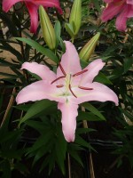 [4227 X Factor No02.JPG]